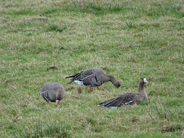 泰山的迅猛 泰山的迅猛