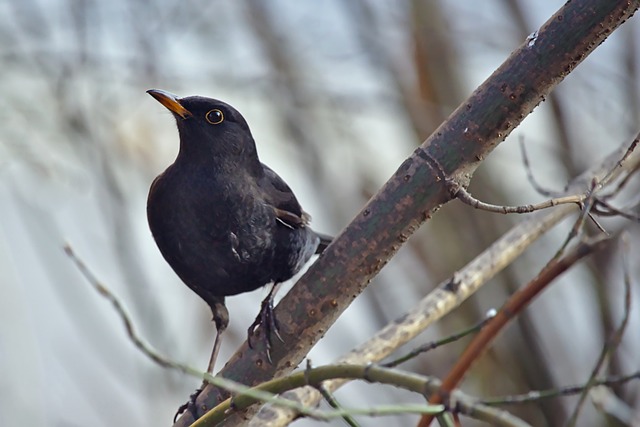 耀而奋斗 耀而奋斗